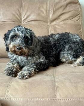 Sunnie -  Cavalier King Charles Spaniel and Poodle Dog for Adoption in Malvern, Pennsylvania - Sunnie | PetCurious