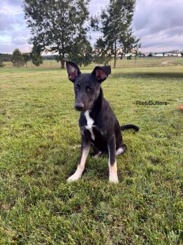 Rescue German Shepherd Dog Dogs for Adoption in Rome, Georgia - Rieti | PetCurious