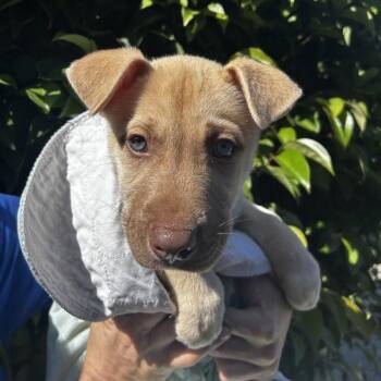 Snowflake -  Siberian Husky and Labrador Retriever Dog for Adoption in Oakland, California - Snowflake | PetCurious