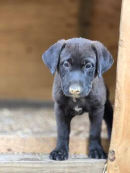 Moca-Bean -  Labrador Retriever and Bulldog Dog for Adoption in Kannapolis, North Carolina - Moca-Bean | PetCurious