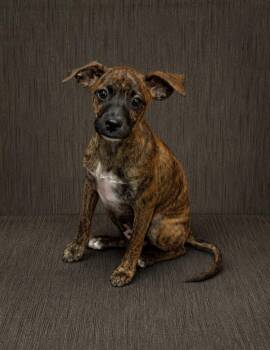 Brandi -  Mixed Breed Dog for Adoption in Marlboro Township, New Jersey - Brandi | PetCurious