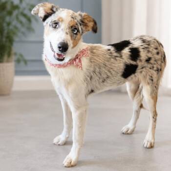 Harlem -  Australian Shepherd and Border Collie Dog for Adoption in Phoenix, Arizona - Harlem | PetCurious