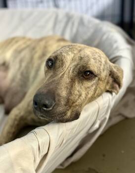 Rescue Catahoula Leopard Dog Dogs for Adoption in Silsbee, Texas - Naomi | PetCurious