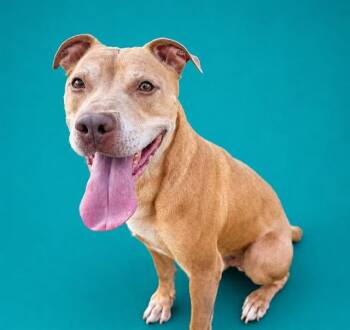 DINO -  Pit Bull Terrier and Mixed Breed Dog for Adoption in Pearland, Texas - DINO | PetCurious