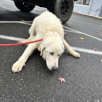 PERS-Stray- Dirgie Mine -  Great Pyrenees Dog for Adoption in Roxboro, North Carolina - PERS-Stray- Dirgie Mine | PetCurious