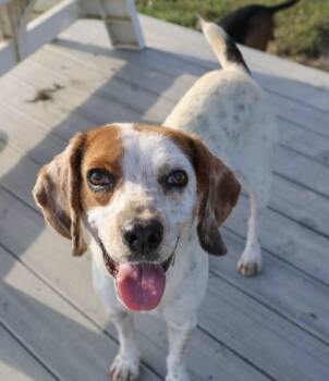Rescue Beagle Dogs for Adoption in Washington, District Of Columbia - Jed | PetCurious