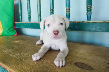Gossip -  Pit Bull Terrier and Weimaraner Dog for Adoption in San Antonio, Texas - Gossip | PetCurious