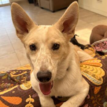Coyote -  White German Shepherd and Corgi Dog for Adoption in Bend, Oregon - Coyote | PetCurious
