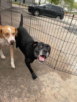 Rescue American Staffordshire Terrier Dogs for Adoption in Spring, Texas - Cookie | PetCurious