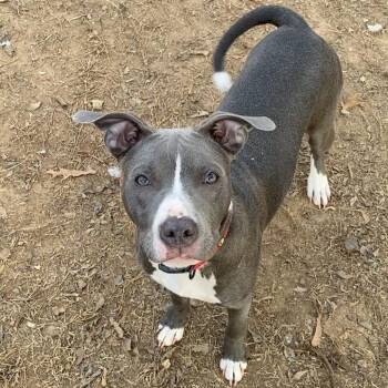 Labrador Retriever and Pit Bull Terrier Dogs Available for Adoption in Wadena, Minnesota - Lily | PetCurious