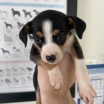 Pup 12 (Chanelle) -  Rat Terrier and Mixed Breed Dog for Adoption in Galax, Virginia - Pup 12 (Chanelle) | PetCurious