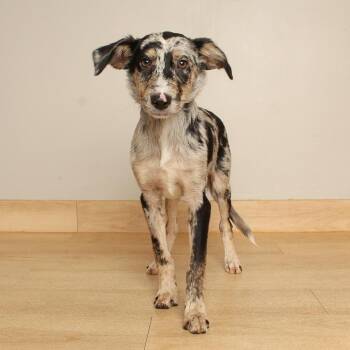 Crush D71309 -  Catahoula Leopard Dog and Border Collie Dog for Adoption in Minnetonka, Minnesota - Crush D71309 | PetCurious