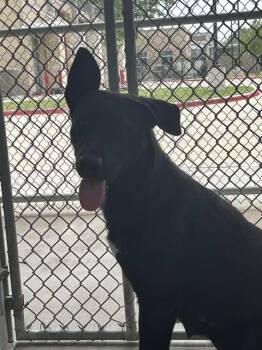 Rescue Labrador Retriever and Mixed Breed Dogs for Adoption in Pearland, Texas - CLARA | PetCurious