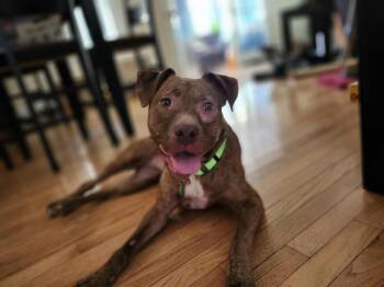 Rescue Pit Bull Terrier Dogs for Adoption in Groveland, Massachusetts - Lavender | PetCurious