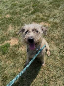 Mopsy -  Terrier Dog for Adoption in Pierceton, Indiana - Mopsy | PetCurious