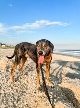 Rescue Catahoula Leopard Dog Dogs for Adoption in Charleston, South Carolina - River | PetCurious