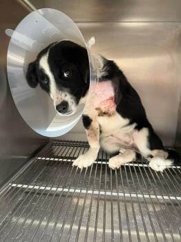 Border Collie Dogs Available for Adoption in New York, New York - Yuki | PetCurious