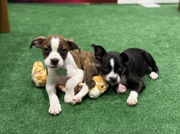 Janet -  Boston Terrier Dog for Adoption in New Orleans, Louisiana - Janet | PetCurious