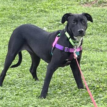 Zellie -  Husky Dog for Adoption in Chicago, Illinois - Zellie | PetCurious