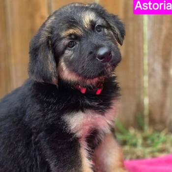 Astoria (PUPPY) -  German Shepherd Dog Dog for Adoption in Greeneville, Tennessee - Astoria (PUPPY) | PetCurious