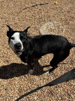 Scarlet -  Mixed Breed Dog for Adoption in New Orleans, Louisiana - Scarlet | PetCurious