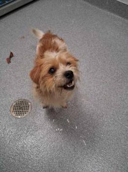 Inni Mini -  Mixed Breed Dog for Adoption in Sevierville, Tennessee - Inni Mini | PetCurious