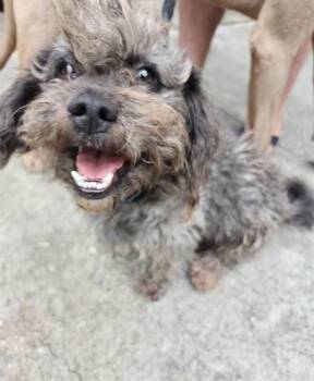 Shih Tzu Dogs Available for Adoption in San Antonio, Texas - APRIL | PetCurious
