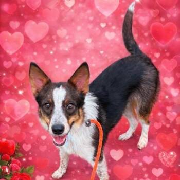TALTY -  Border Collie Dog for Adoption in Kaufman, Texas - TALTY | PetCurious