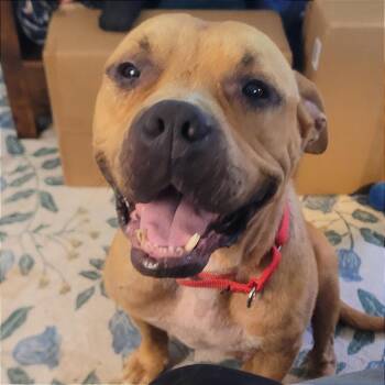 Edwin in NH. Come Meet our Adoptable Dogs Wednesday-Saturday. Mo -  Terrier Dog for Adoption in Manchester, New Hampshire - Edwin In NH. Come Meet Our Adoptable Dogs Wednesday-Saturday. Mo | PetCurious