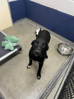Australian Shepherd Dogs Available for Adoption in Sterling, Massachusetts - Wrangler 6 Months Male AVAIALBLE 5/27 | PetCurious