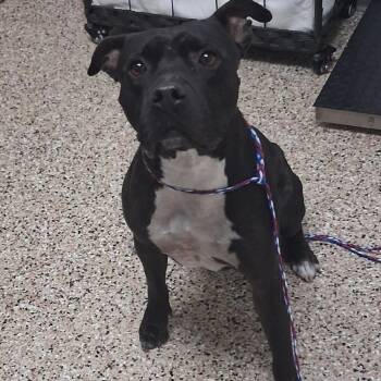 Rex -  Pit Bull Terrier and Mixed Breed Dog for Adoption in Bullhead City, Arizona - Rex | PetCurious