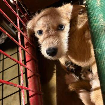 Walter -  Terrier Dog for Adoption in Madill, Oklahoma - Walter | PetCurious