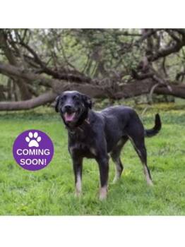 Belle -  German Shepherd Dog and Mixed Breed Dog for Adoption in Erin, Ontario - Belle | PetCurious