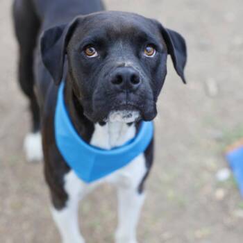 Boxer Dogs Available for Adoption - BARTHOLOMEW | PetCurious