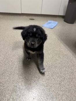 Rory -  Golden Retriever and Great Pyrenees Dog for Adoption in Pequot Lakes, Minnesota - Rory | PetCurious