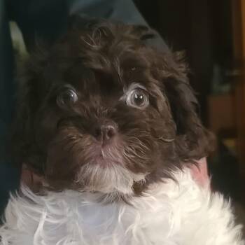 Rescue Shih Tzu Dogs for Adoption in Hartland, Wisconsin - Spooky | PetCurious