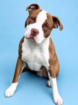RED -  Pit Bull Terrier Dog for Adoption in Westminster, Maryland - RED | PetCurious