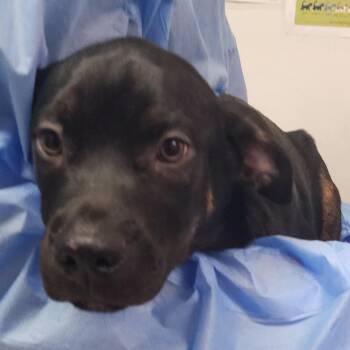Jango -  Mixed Breed Dog for Adoption in Charleston, West Virginia - Jango | PetCurious