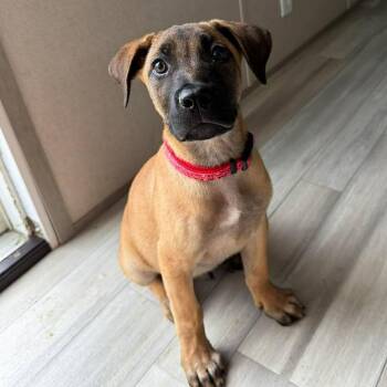 Tank -  Belgian Shepherd Malinois and Mixed Breed Dog for Adoption in Valley, Alabama - Tank | PetCurious