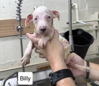 Billy -  Australian Shepherd Dog for Adoption in Blue Springs, Missouri - Billy | PetCurious