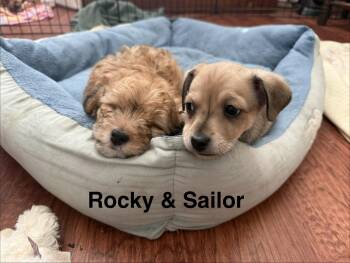 Chihuahua Dogs Available for Adoption - Beach Pups Boys | PetCurious