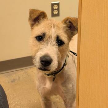 Hezekiah -  Terrier and Mixed Breed Dog for Adoption in Baltimore, Maryland - Hezekiah | PetCurious