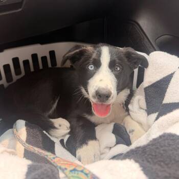 Lady Gaga -  Husky and Mixed Breed Dog for Adoption in Pagosa Springs, Colorado - Lady Gaga | PetCurious