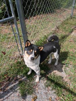 Dennis -  Shiba Inu Dog for Adoption in Maysville, Kentucky - Dennis | PetCurious