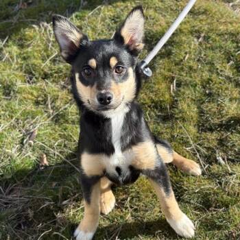 Mixed Breed Dogs Available for Adoption - Amore | PetCurious