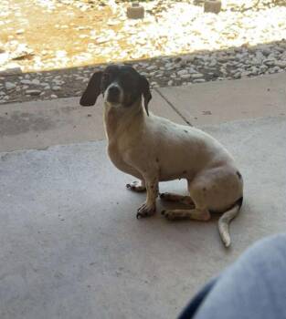 Dahlia -  Dachshund and Chihuahua Dog for Adoption in Tacoma, Washington - Dahlia | PetCurious