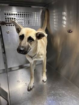 Rescue Shepherd and Mixed Breed Dogs for Adoption in Fort Worth, Texas - 59840182 | PetCurious
