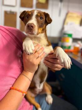 reba -  Mixed Breed Dog for Adoption in Leitchfield, Kentucky - Reba | PetCurious