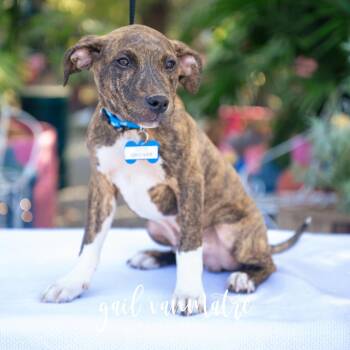 Rescue Pit Bull Terrier Dogs for Adoption in Wake Forest, North Carolina - Grover | PetCurious