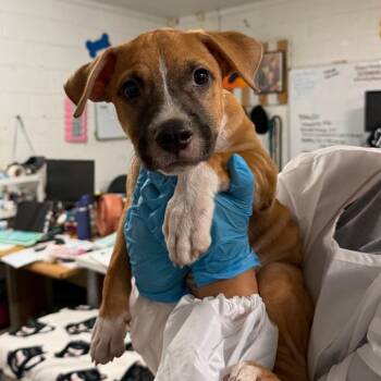 Bud -  Boxer and Mixed Breed Dog for Adoption in Edinburg, Texas - Bud | PetCurious